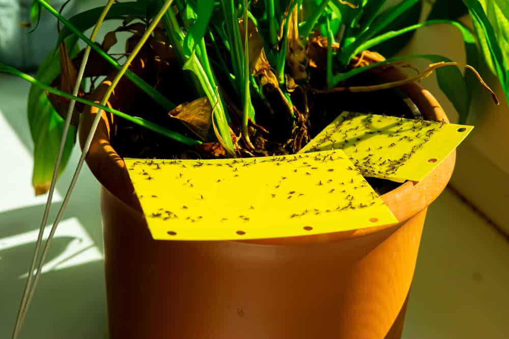 5 Quick and Effective Methods for Getting Rid of Gnats in Houseplants