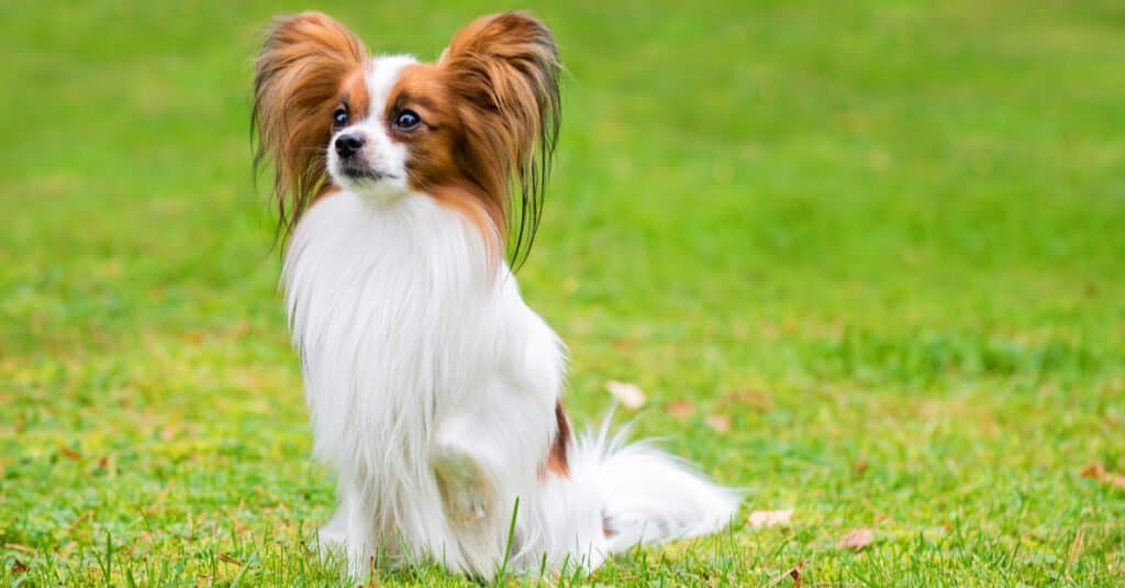 The 300  Best French Dog Names and Their Meanings