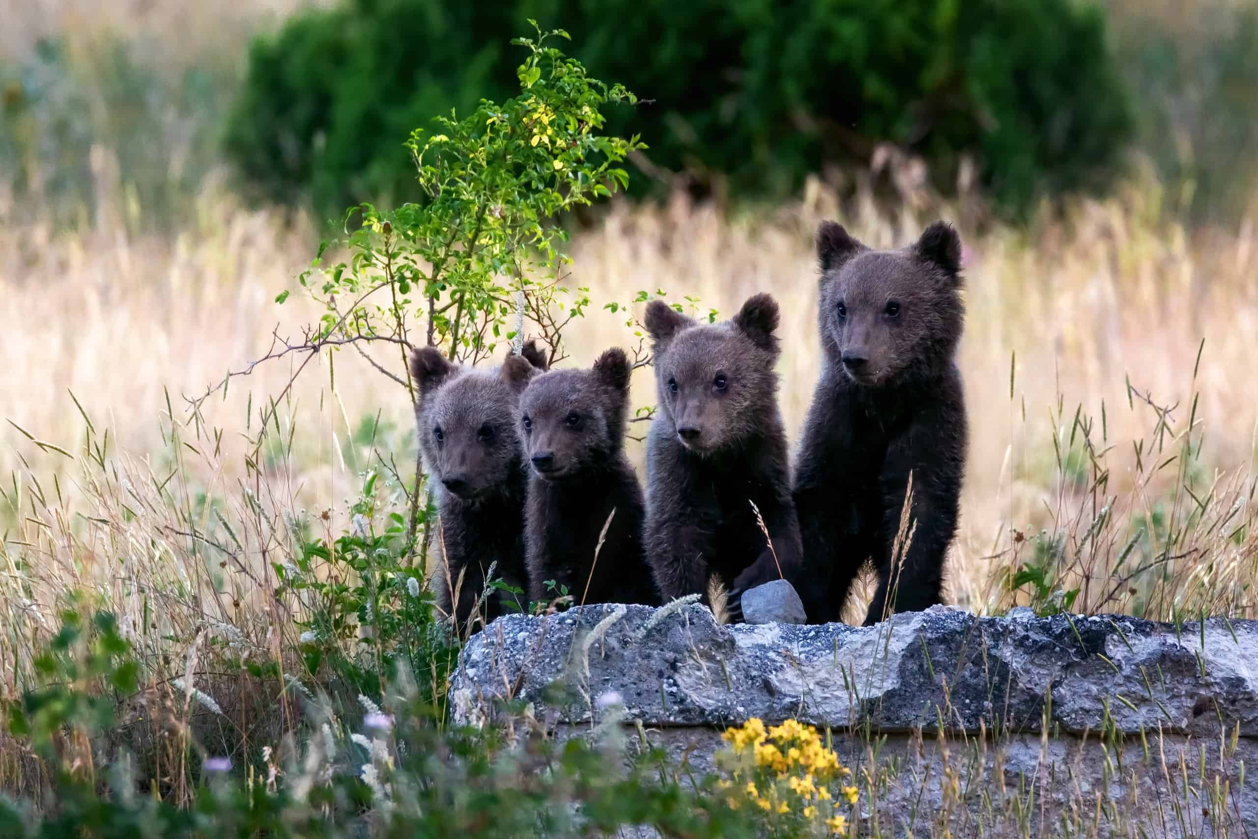 It's Amazing How Fast These Bear Cubs Can Run Up A Tree