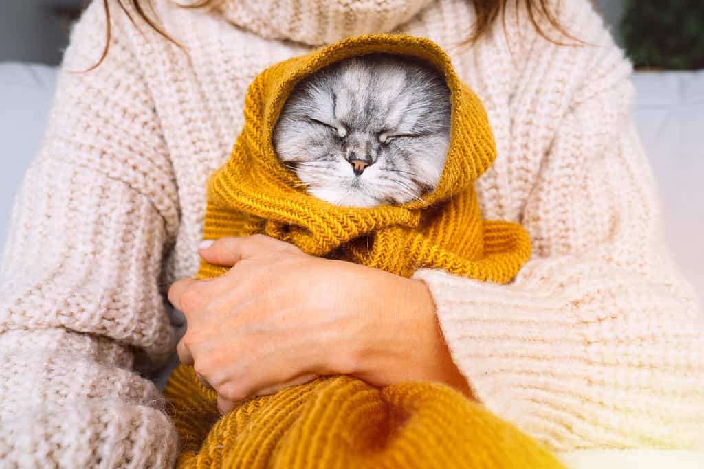 The 130 Most Clever Star Wars-Themed Cat Names