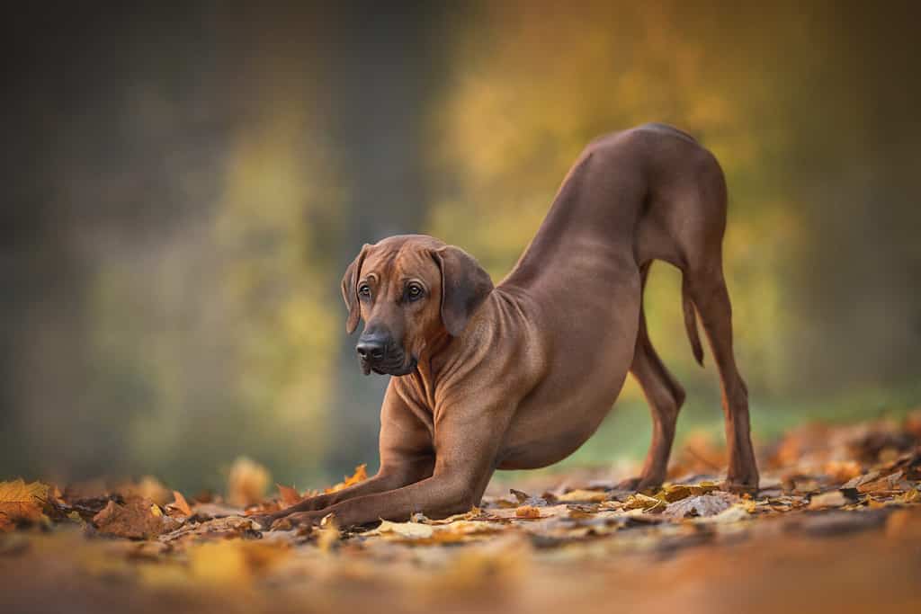 Rhodesian Ridgeback Prices in 2024: Purchase Cost, Vet Bills, and More!