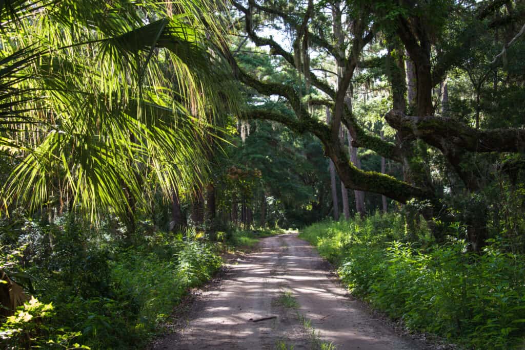 The 4 Most Stunningly Scenic Drives in South Carolina