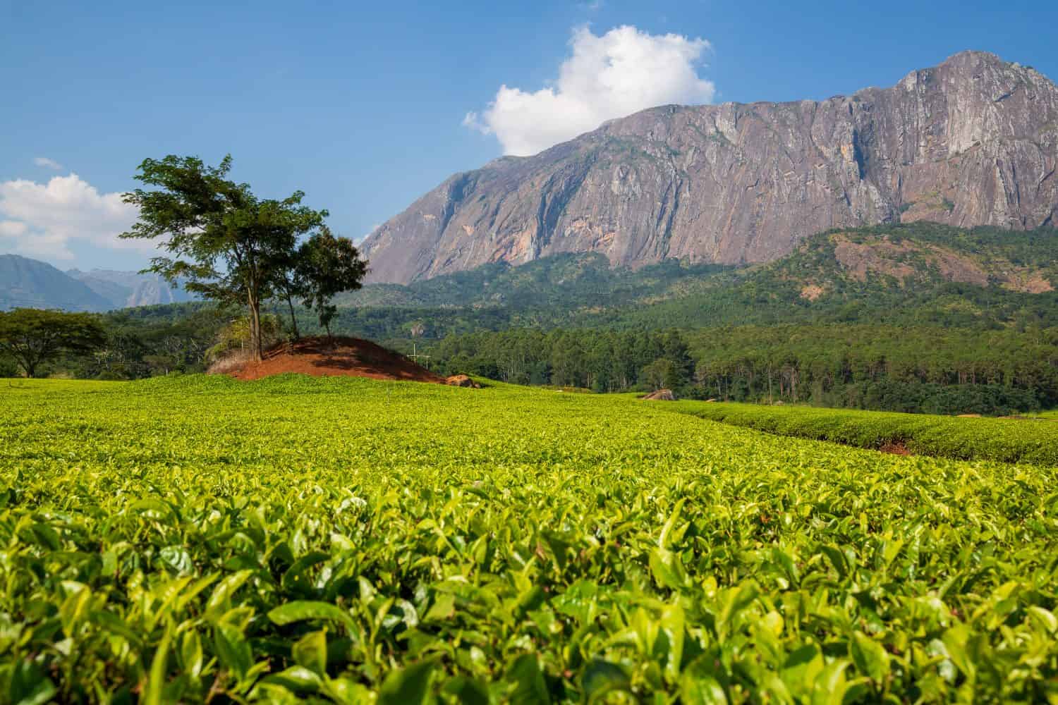 Discover the 16 Countries That Produce the Most Tea