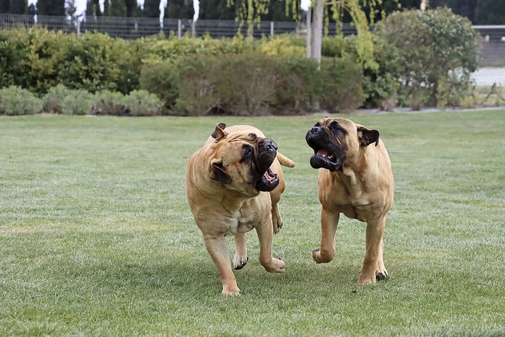 Male vs Female Bullmastiff: 4 Key Differences