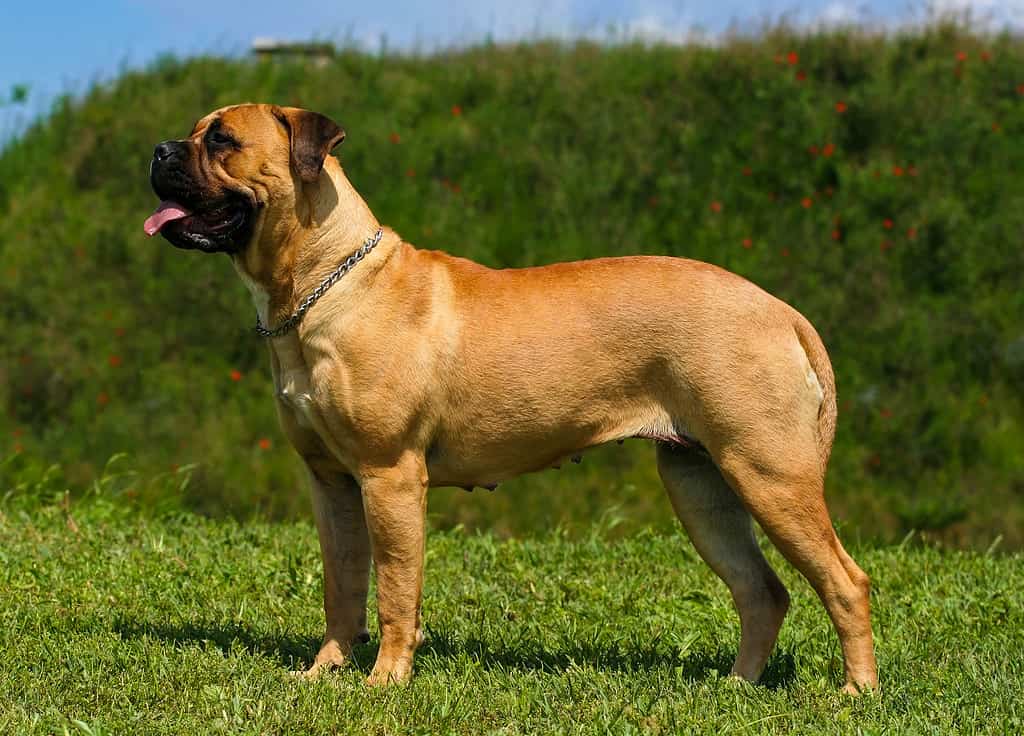 Male vs Female Bullmastiff: 4 Key Differences