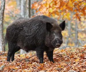 The Largest Wild Hog Ever Caught in Missouri