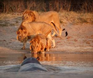 This Hippo Sneaks Up On a Pride of Lions And Leaps Out of the Water