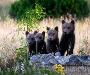 It's Amazing How Fast These Bear Cubs Can Run Up A Tree