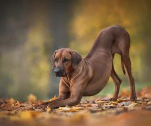 Rhodesian Ridgeback Prices in 2024: Purchase Cost, Vet Bills, and More!