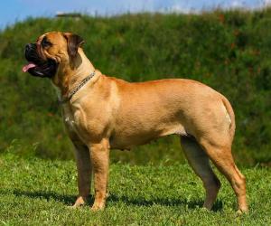 Male vs Female Bullmastiff: 4 Key Differences