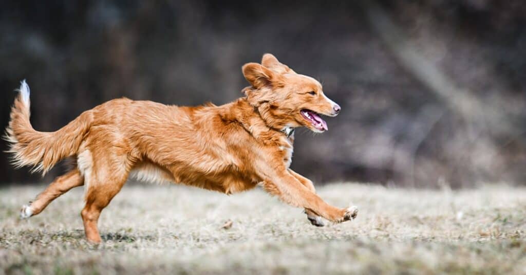 Nova Scotia Duck Tolling Retriever Prices 2024: Purchase Cost, Vet Bills, and More!