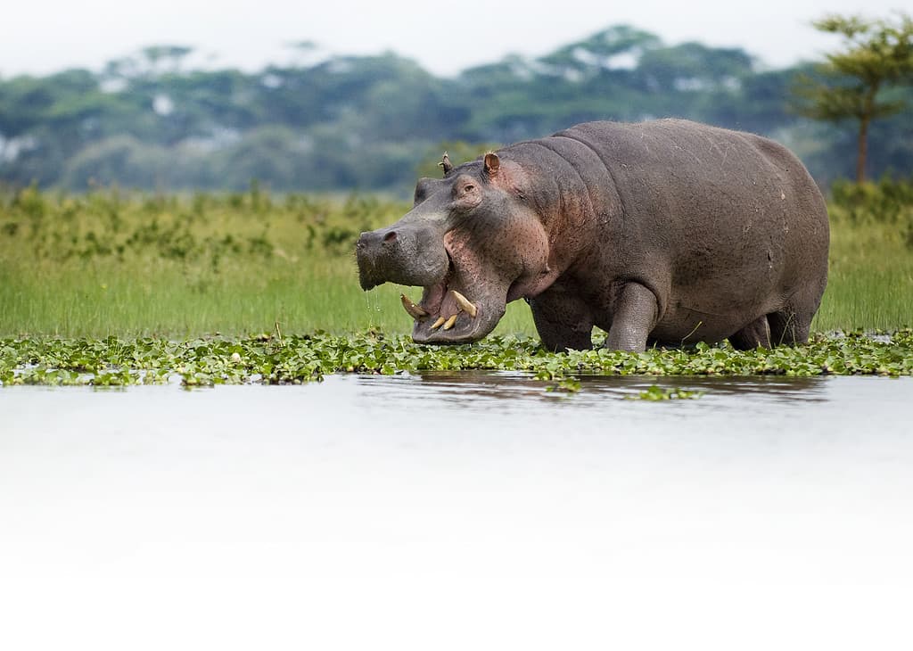 Reverse! Hyena Makes a Quick Getaway From a Sleeping Hippo That Wakes Up