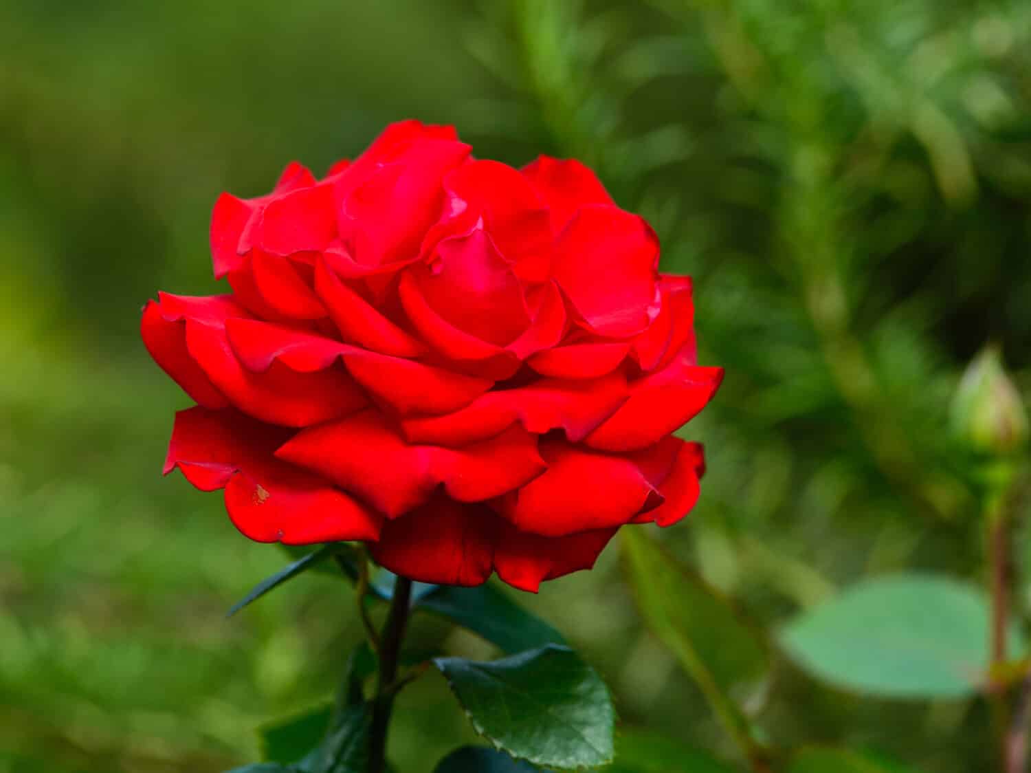 The Right Rose Color for Your Anniversary by Year