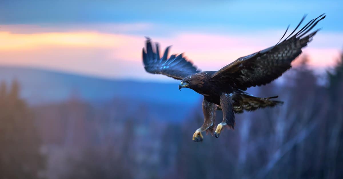 Meet the Bird That Can Fly As Fast a Mustang