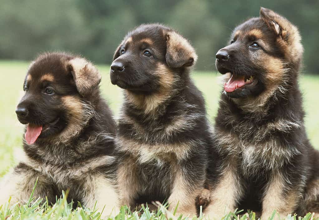 Yes, German Shepherds Can Swim! 5 Facts About These Strong Swimmers