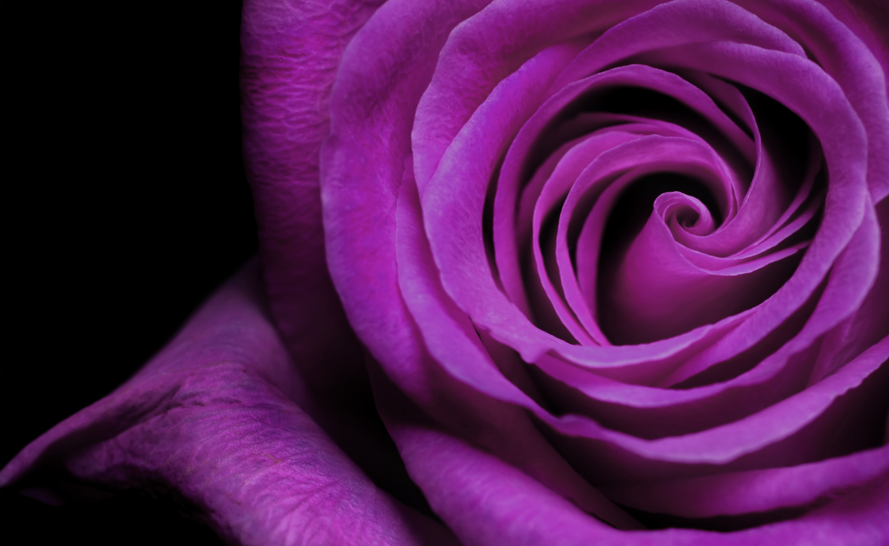 The Right Rose Color for Your Anniversary by Year