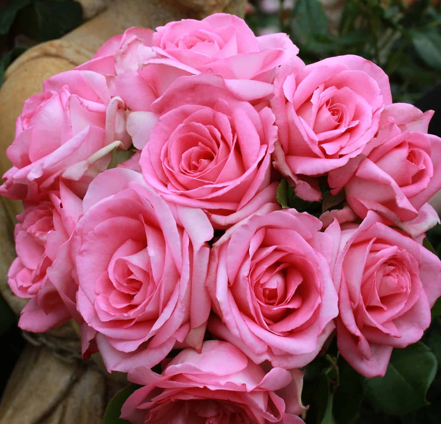 The Right Rose Color for Your Anniversary by Year