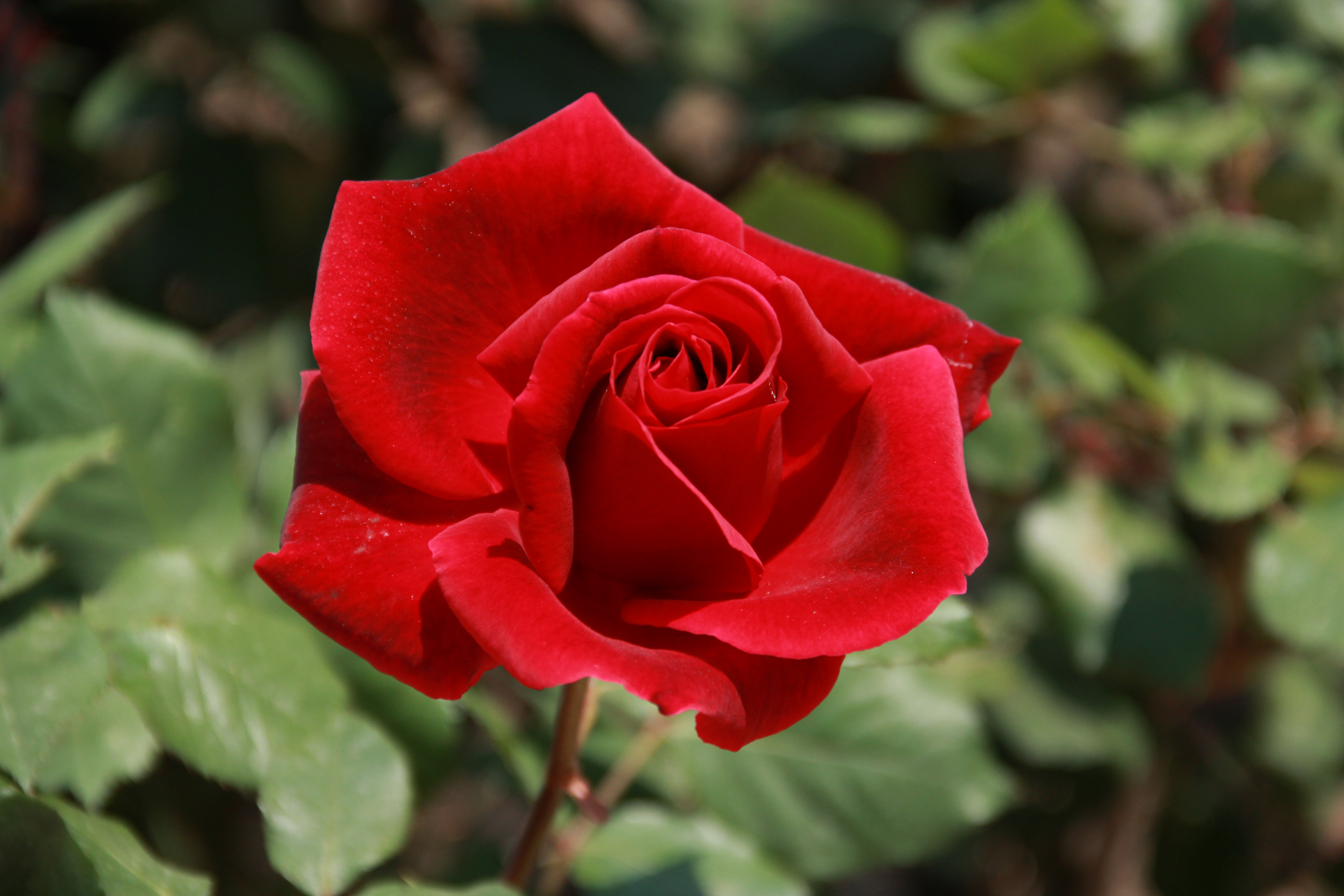 The Right Rose Color for Your Anniversary by Year