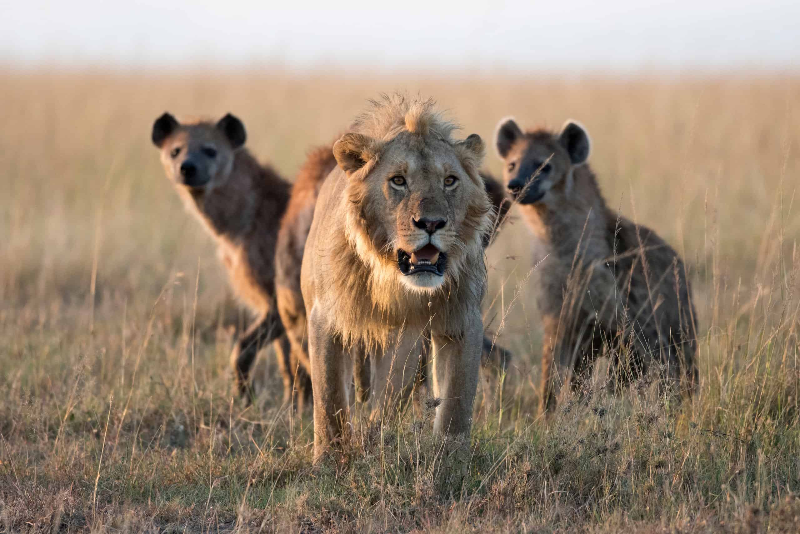 These Hyenas Risk Everything to Steal a Bite From Lions