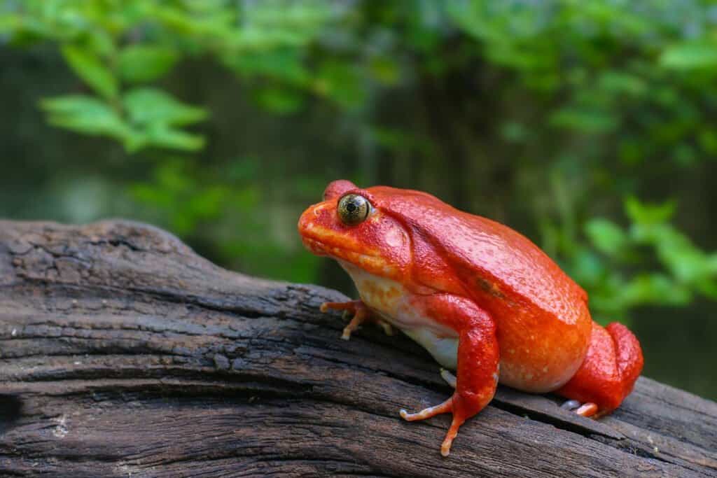 5 Cheapest Frogs To Keep as Pets