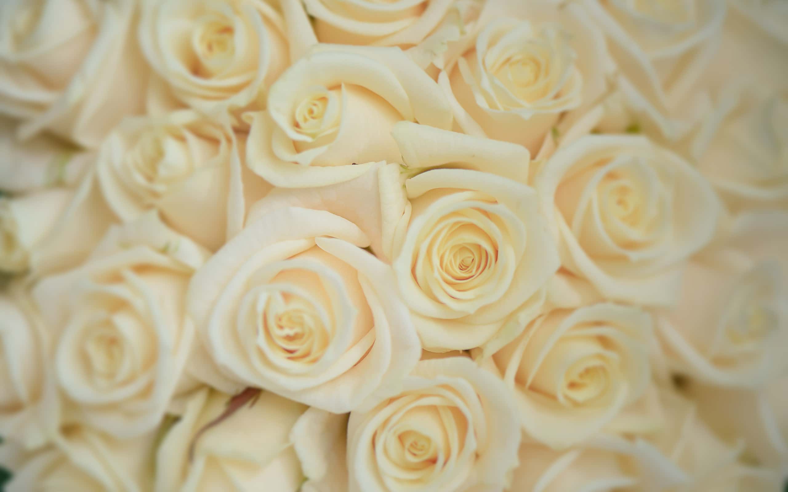 The Right Rose Color for Your Anniversary by Year