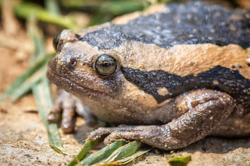 5 Cheapest Frogs To Keep as Pets