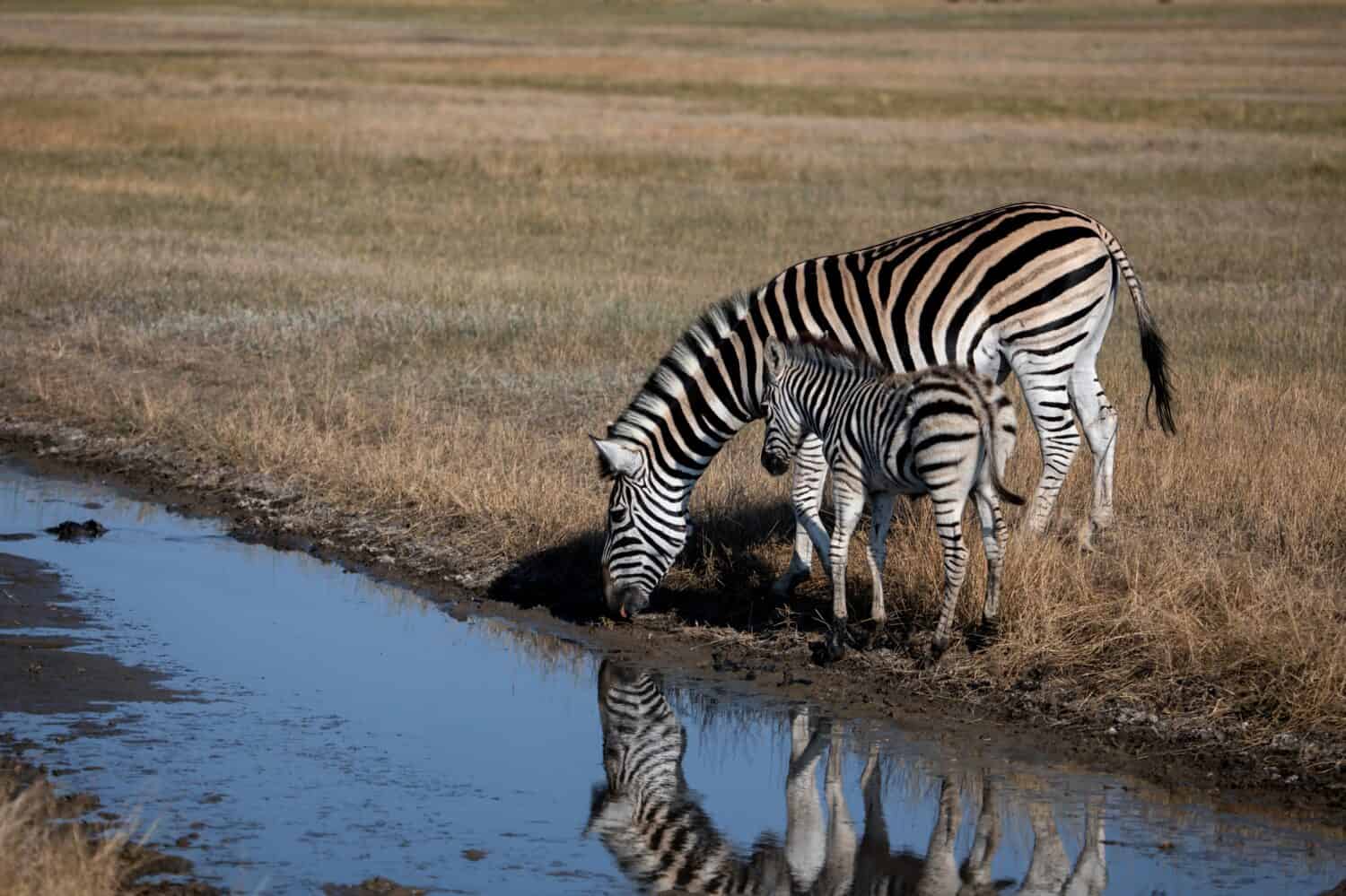 A Mother Zebra Drop Kicks a Lion in The Face To Protect Her Baby