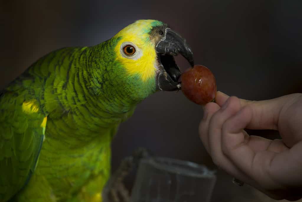 Yes, Parrots Can Eat Grapes (But Follow These 2 Steps)