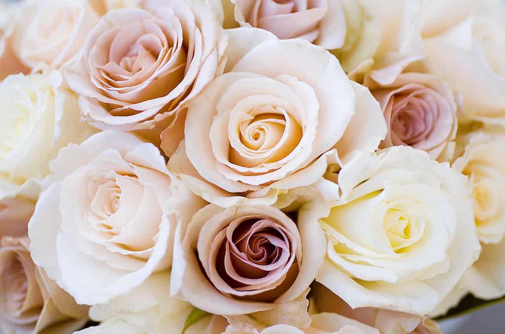 The Right Rose Color for Your Anniversary by Year