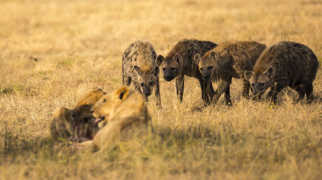 These Hyenas Risk Everything to Steal a Bite From Lions