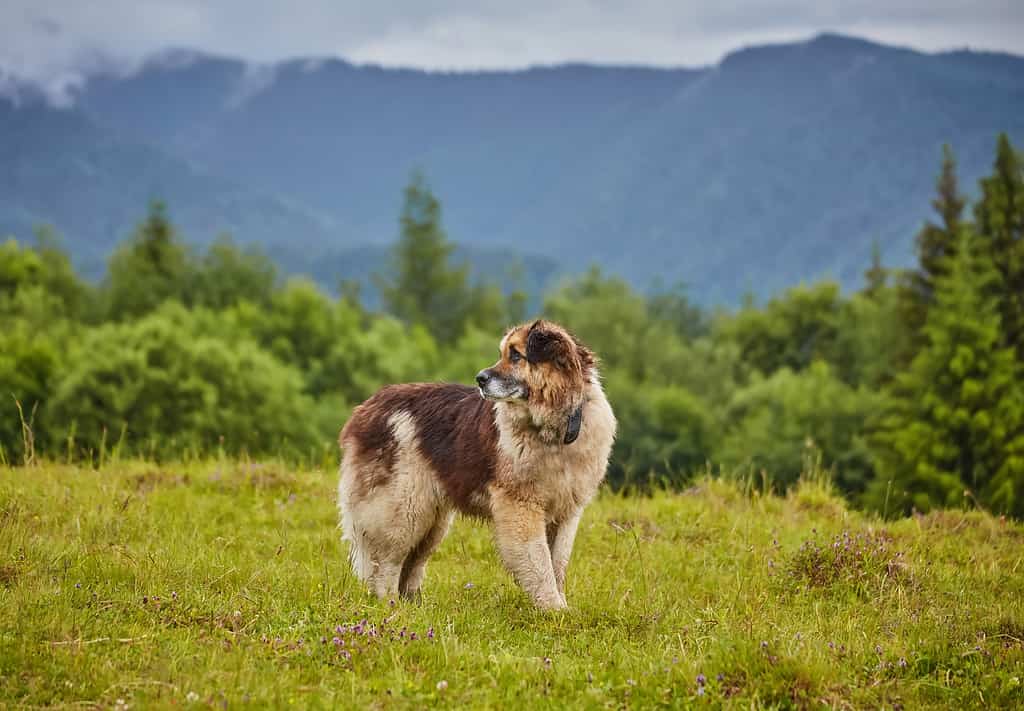 78 Amazing Russian Dog Names and Their Meanings