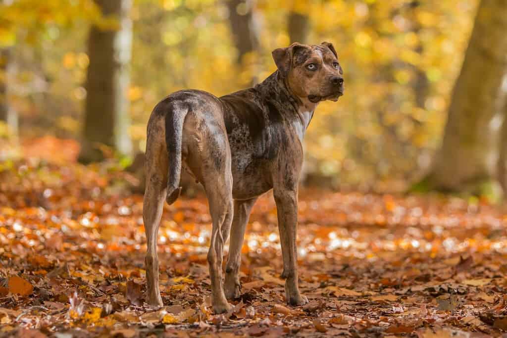 78 Amazing Russian Dog Names and Their Meanings