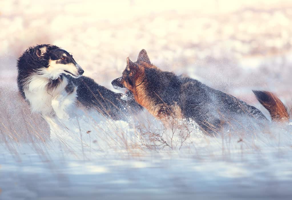 Yes, German Shepherds Can Swim! 5 Facts About These Strong Swimmers