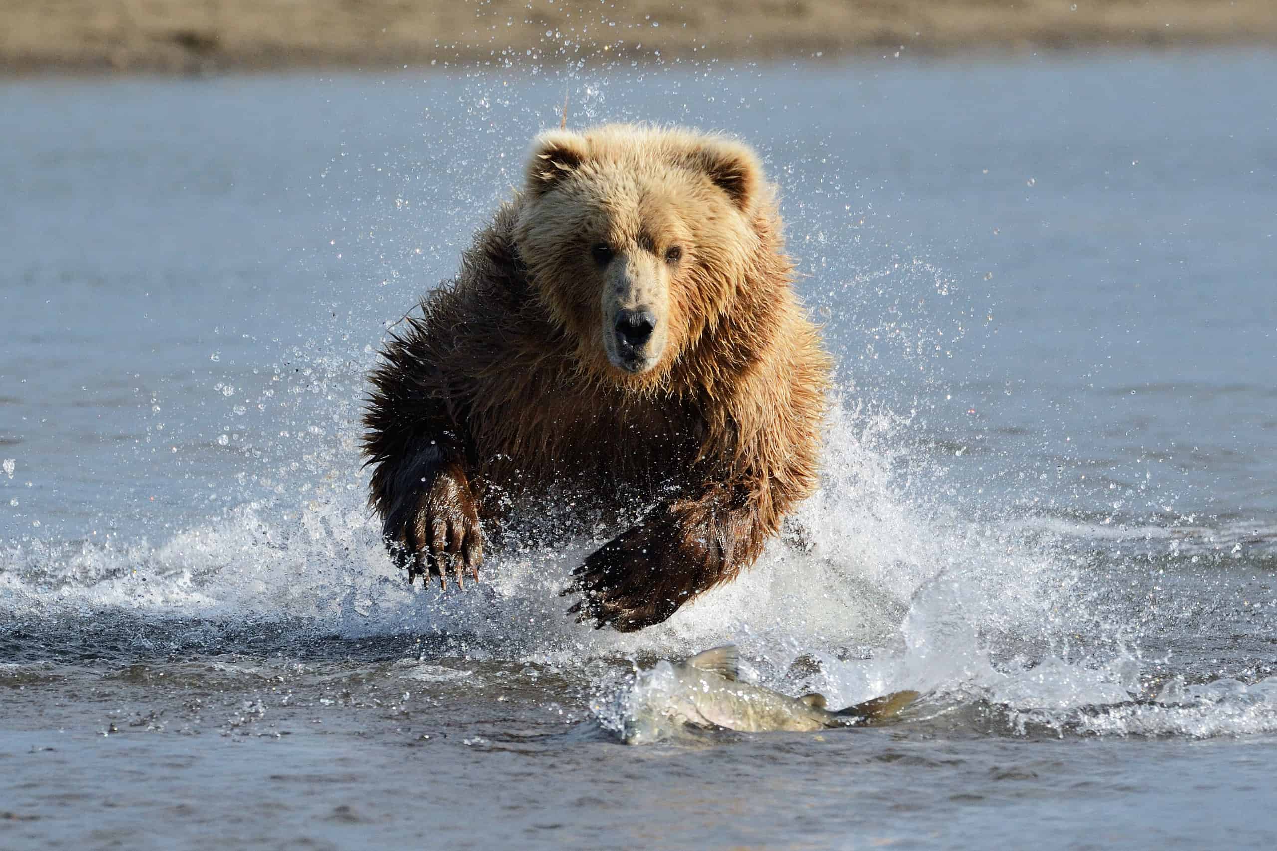 This Man Comes Face to Face With a Charging Bear and Doesn't Run