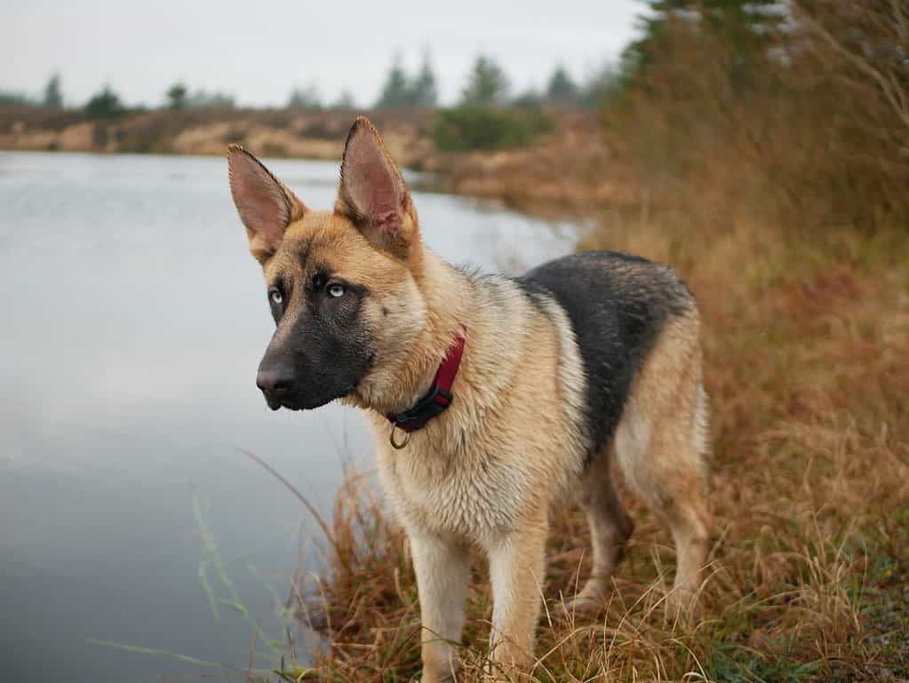 Yes, German Shepherds Can Swim! 5 Facts About These Strong Swimmers