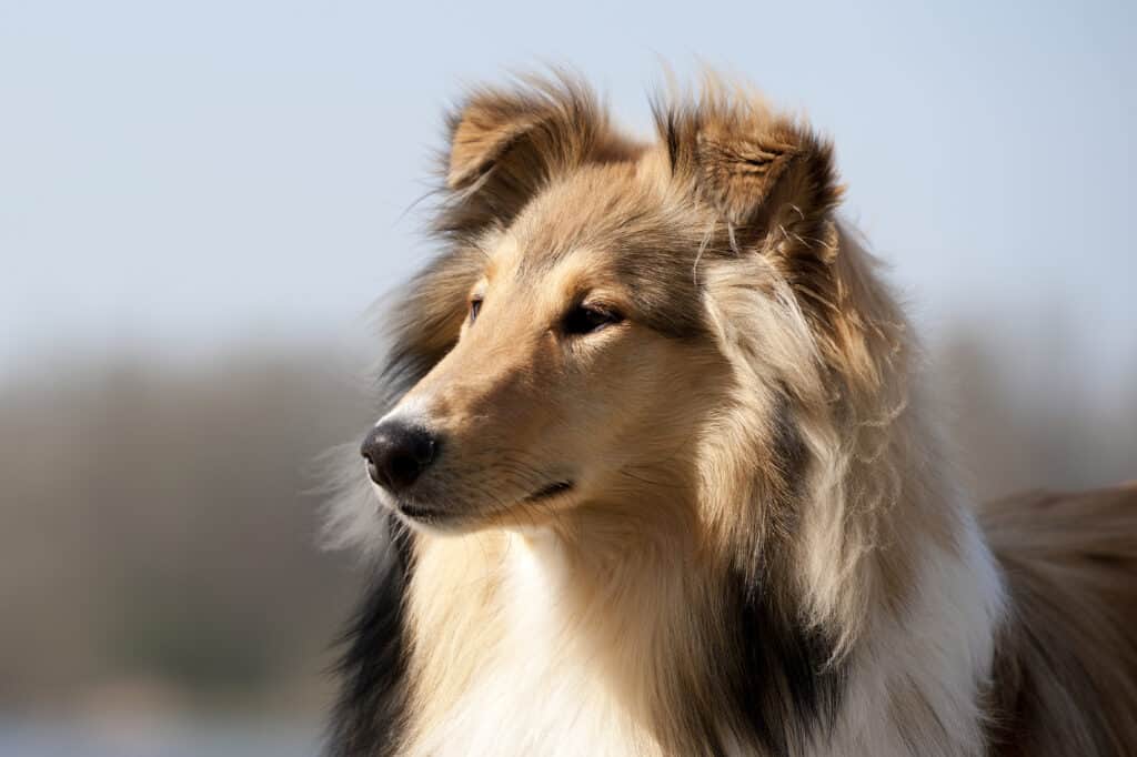 10 Dog Breeds Most Similar to Golden Retrievers