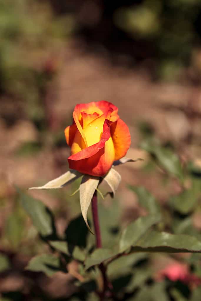 The Right Rose Color for Your Anniversary by Year