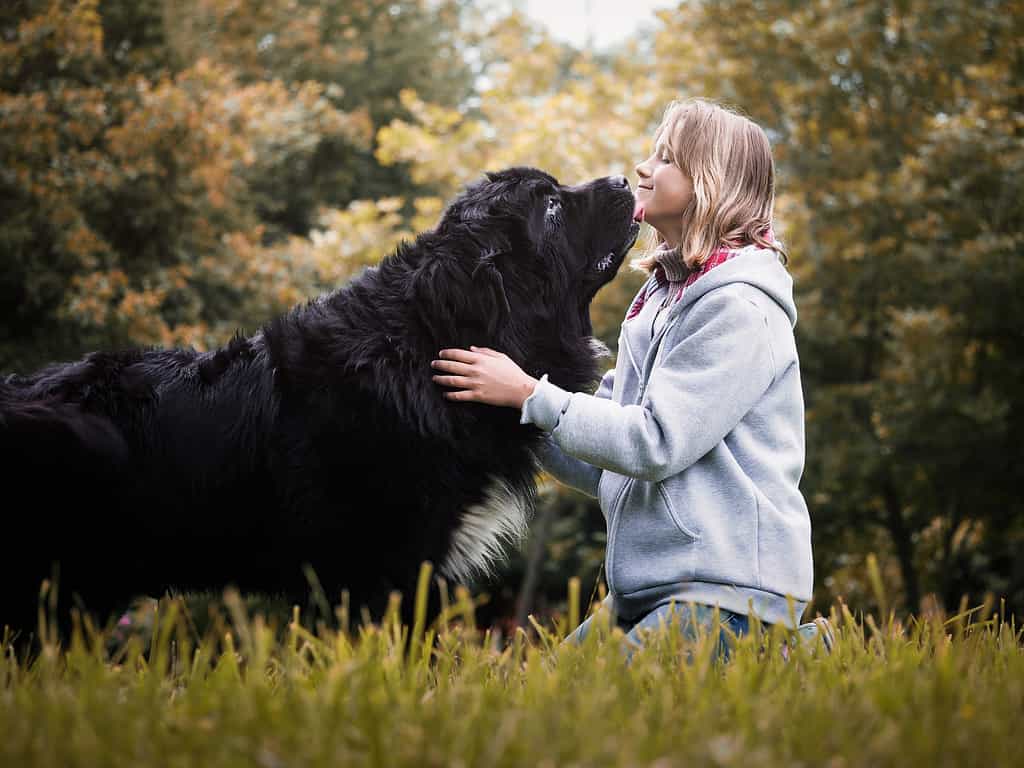 10 Dog Breeds Most Similar to Golden Retrievers