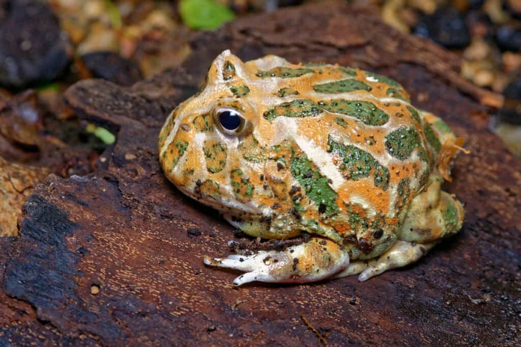 5 Cheapest Frogs To Keep as Pets