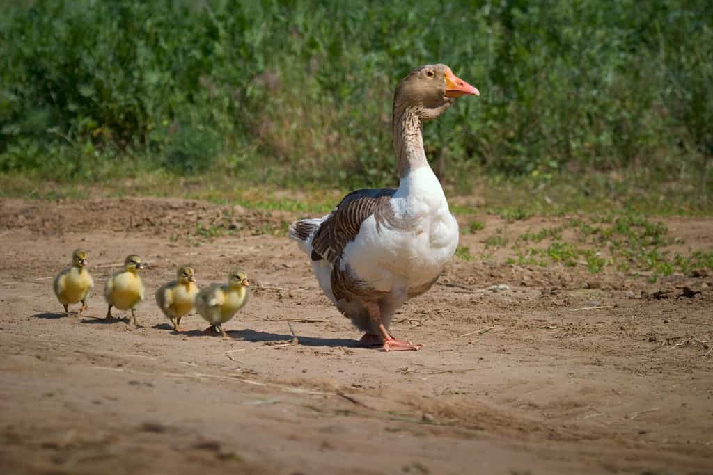 Discover 8 Animals That Imprint After Birth