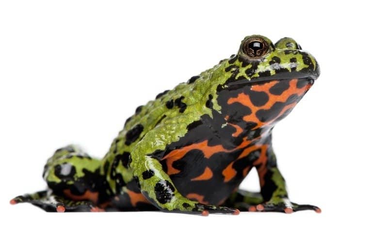 5 Cheapest Frogs To Keep as Pets