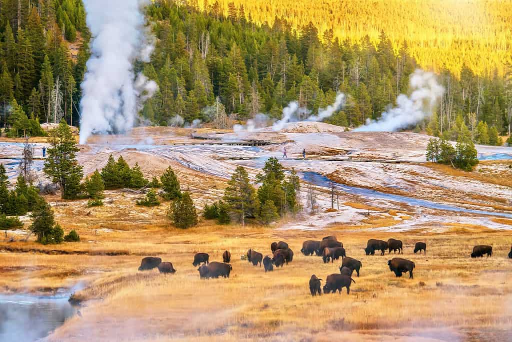 10 Incredible Facts About Yellowstone National Park