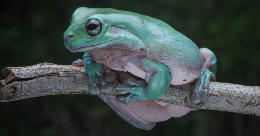 5 Cheapest Frogs To Keep as Pets