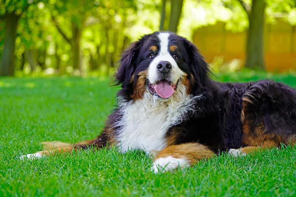 10 Dog Breeds Most Similar to Golden Retrievers