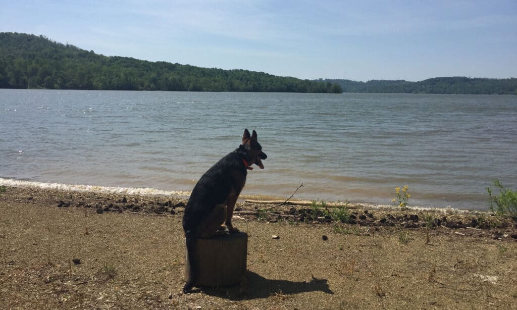 Yes, German Shepherds Can Swim! 5 Facts About These Strong Swimmers