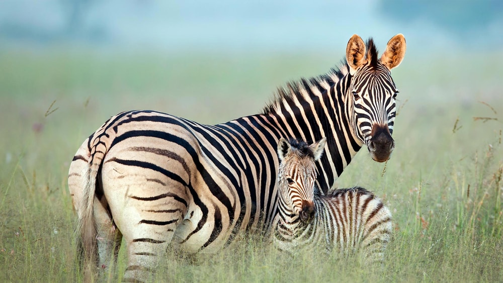 A Mother Zebra Drop Kicks a Lion in The Face To Protect Her Baby