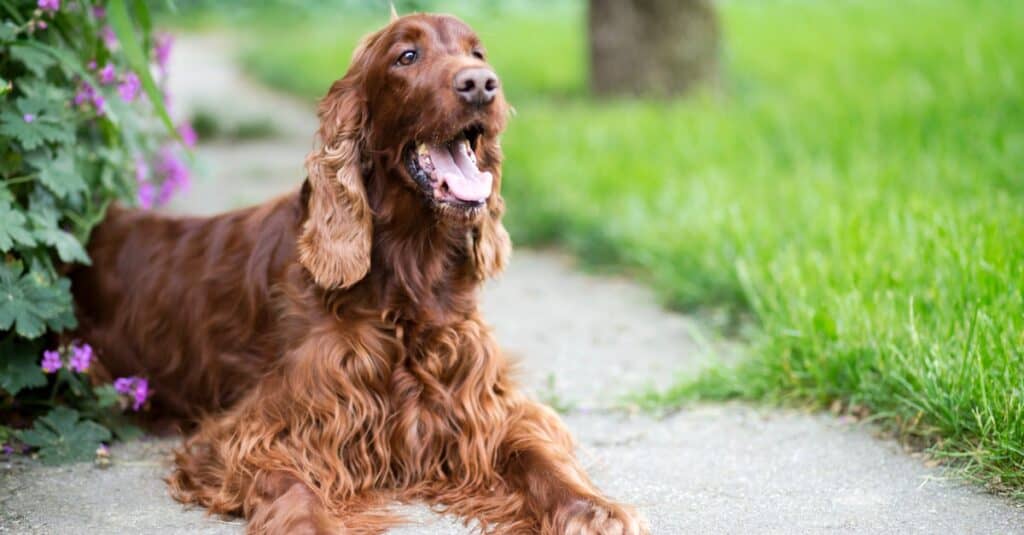 10 Dog Breeds Most Similar to Golden Retrievers