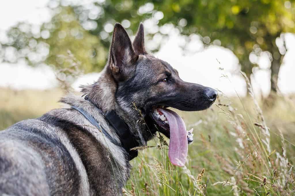 Yes, German Shepherds Can Swim! 5 Facts About These Strong Swimmers