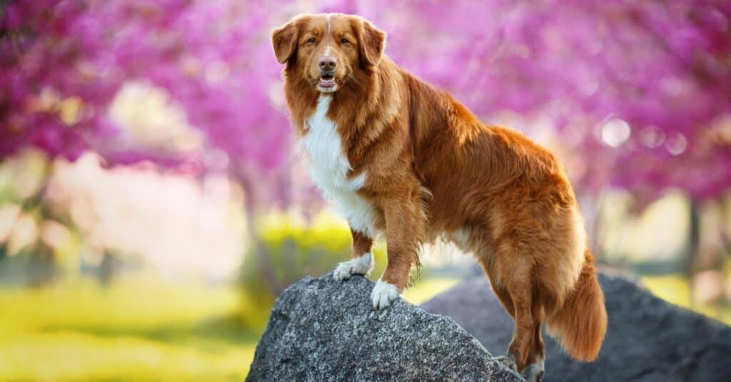 10 Dog Breeds Most Similar to Golden Retrievers