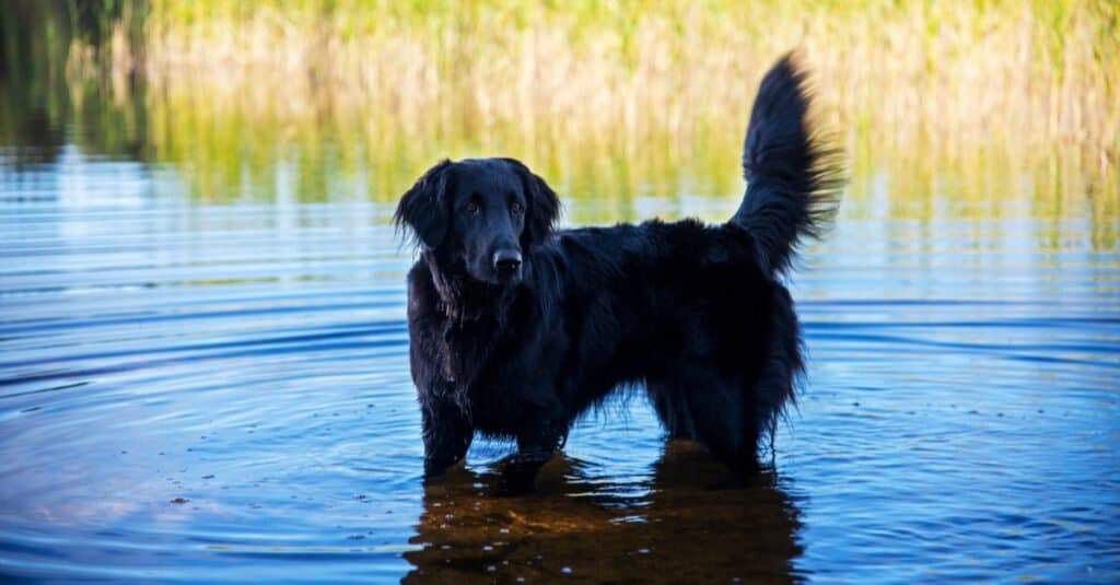 10 Dog Breeds Most Similar to Golden Retrievers